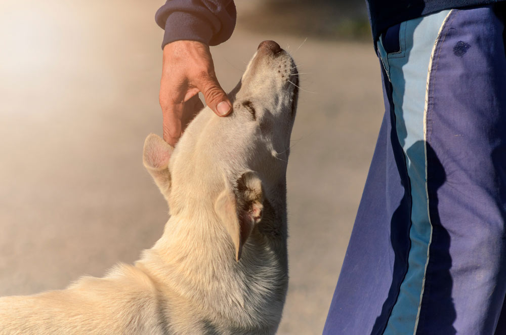 Lenguaje corporal en la educación positiva de tu perro
