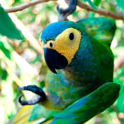 Guacamayo de vientre rojo
