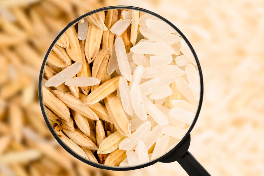 Una lupa observando unos granos de arroz
