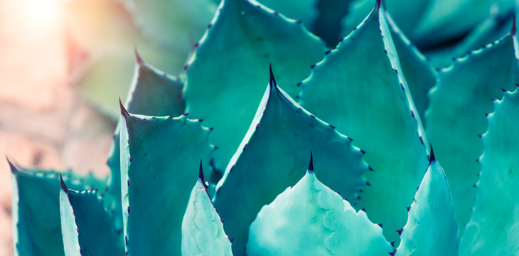 Agave