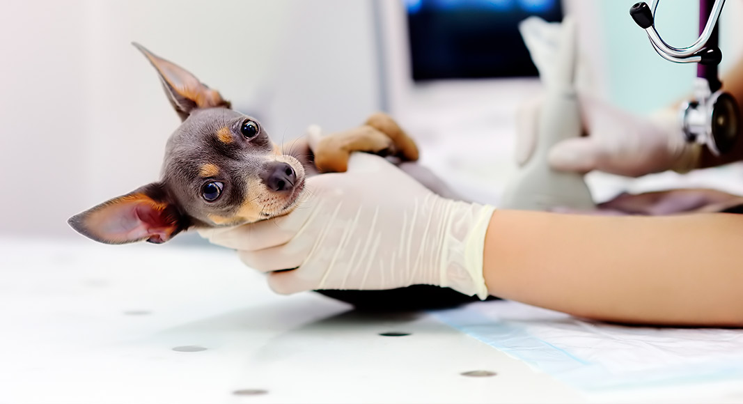 Síntomas y diagnóstico de la intoxicación por anticongelante en el perro