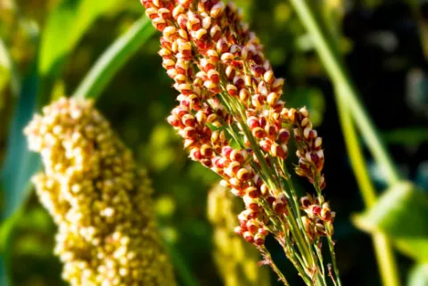 Qué es la quinoa Planta de la quinoa