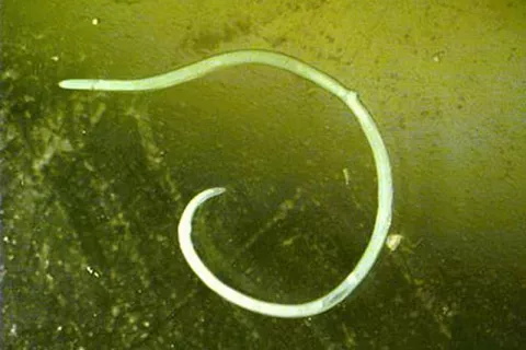 Anisakis Anisakis