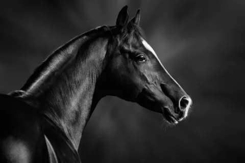 Caballo árabe Retrato de un caballo árabe