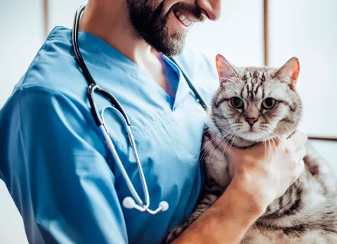 Cómo elegir un buen veterinario Elegir un buen veterinario