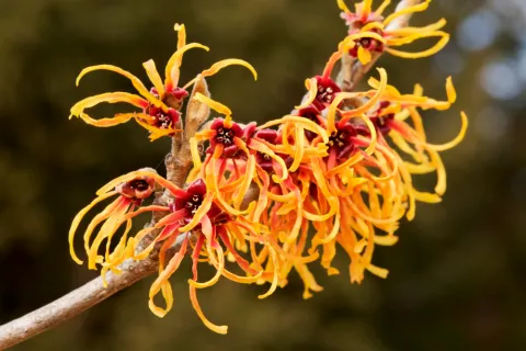 Hamamelis Hamamelis