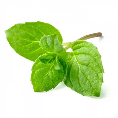 Hoja de menta