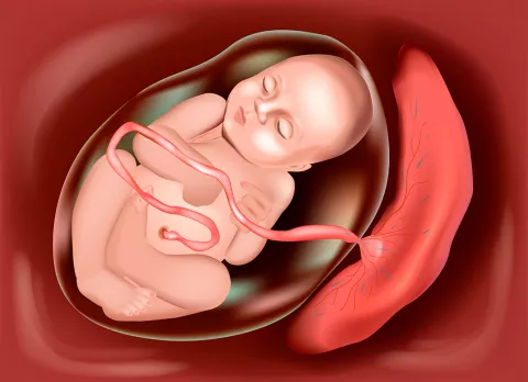 La placenta: funciones y problemas que la afectan La placenta