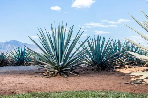 Extractos de agave podrían ayudar a prevenir y tratar la obesidad Extractos de agave